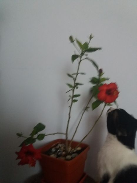  - Florile mele aprilie 2019