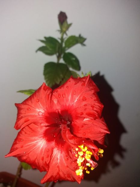  - Florile mele aprilie 2019