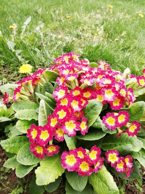 12.04 - gradina 2019