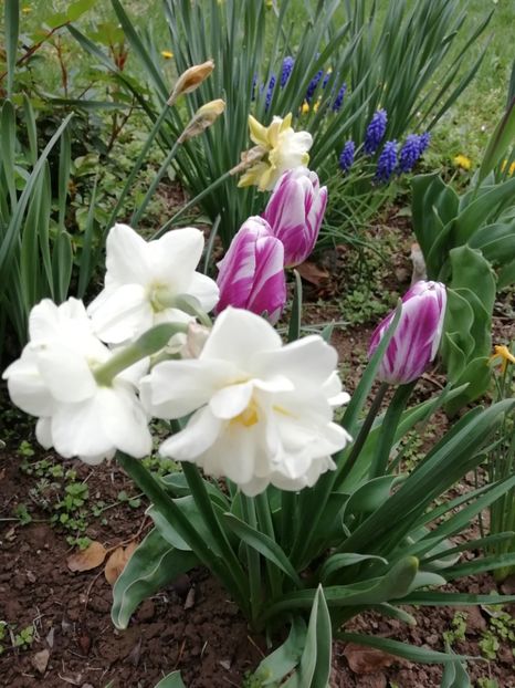 12.04 - gradina 2019
