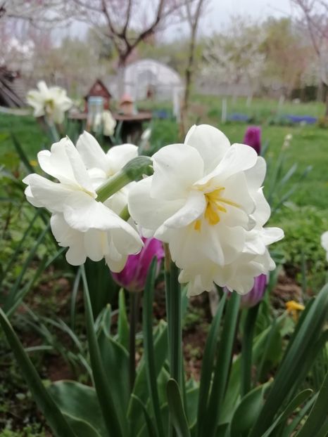 12.04 - gradina 2019