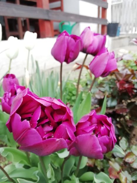 12.04 - gradina 2019