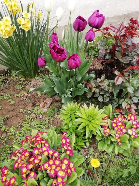 12.04 - gradina 2019