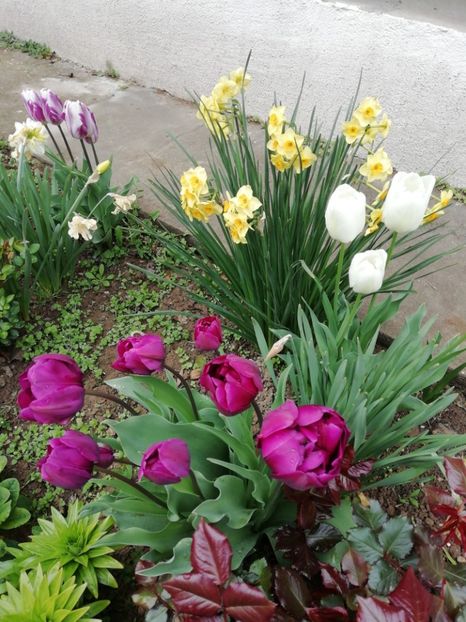 12.04 - gradina 2019