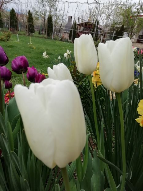 12.04 - gradina 2019