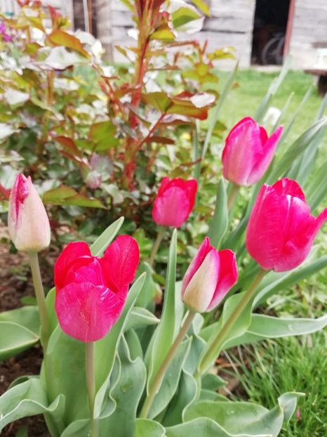 12.04 - gradina 2019
