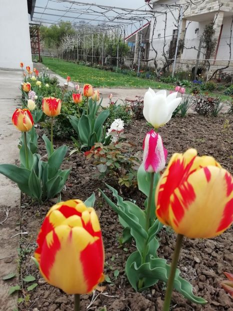 12.04 - gradina 2019