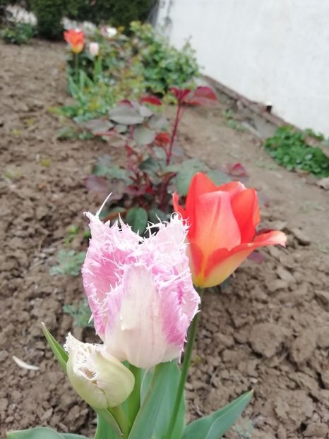 12.04 - gradina 2019