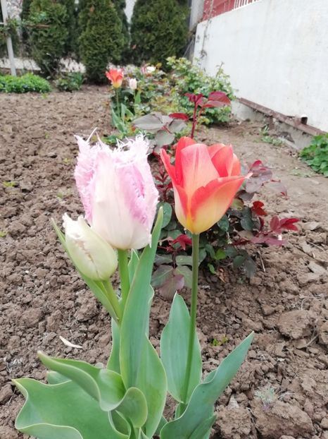 12.04 - gradina 2019