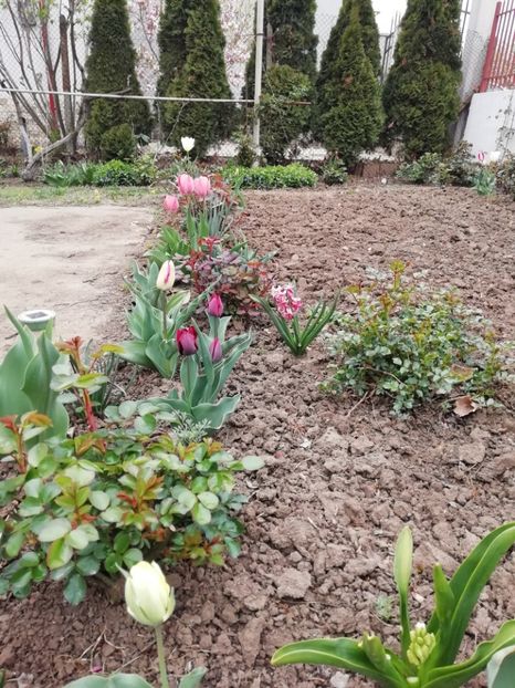 12.04 - gradina 2019