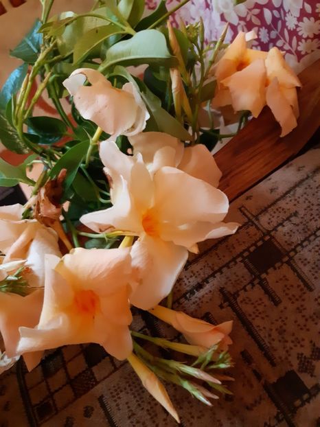 Dipladenia piersicuta - 1Flori 2019