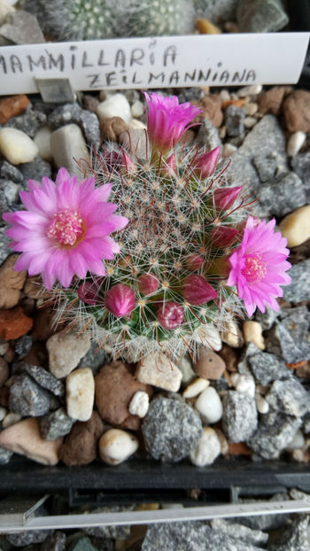 12.04.2019 - Mammillaria zeilmanniana