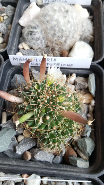 12.04.2019 - Mammillaria camptotricha