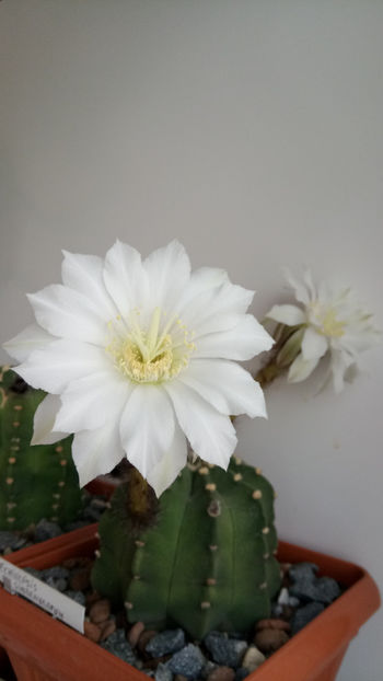 09.04.2019 - Echinopsis subdenudata