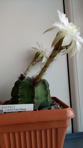 09.04.2019 - Echinopsis subdenudata
