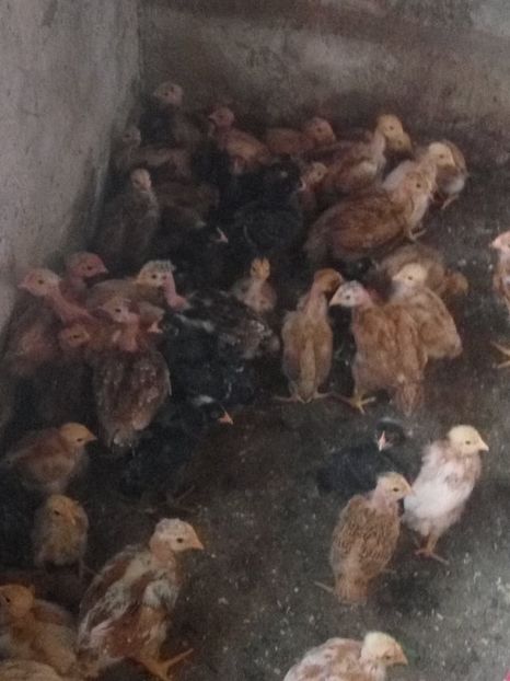  - 02 pui KABIR git gola 2019