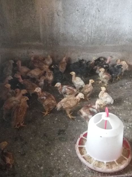  - 02 pui KABIR git gola 2019