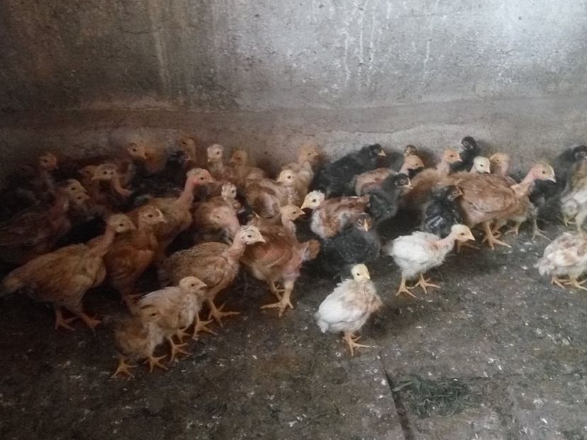  - 02 pui KABIR git gola 2019