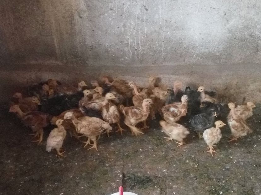  - 02 pui KABIR git gola 2019