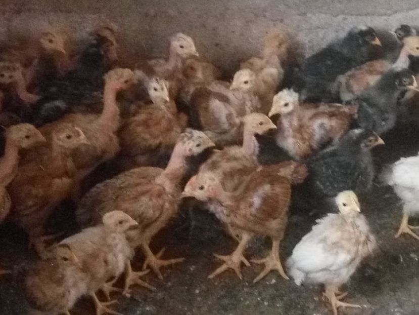  - 02 pui KABIR git gola 2019