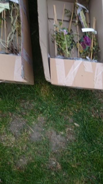  - Achizitii Maria Clematite -2019