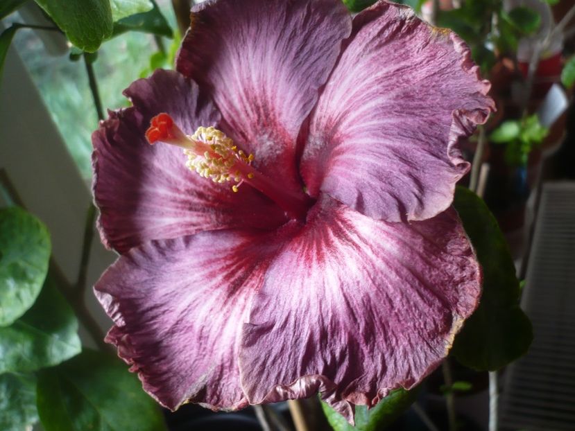 12.04.2019 - HIBISCUSI 2019-1