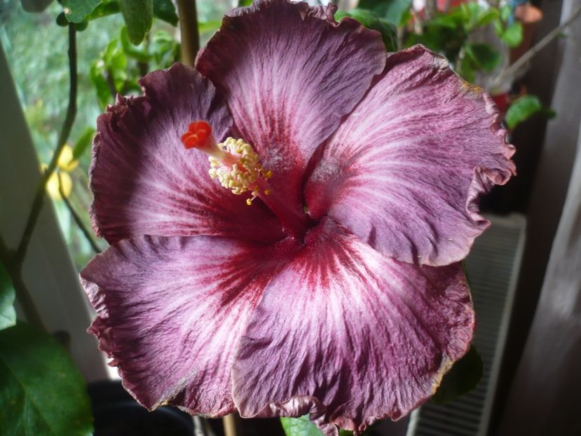 P1400854 - HIBISCUSI 2019-1