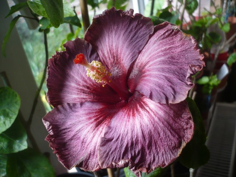 P1400855 - HIBISCUSI 2019-1