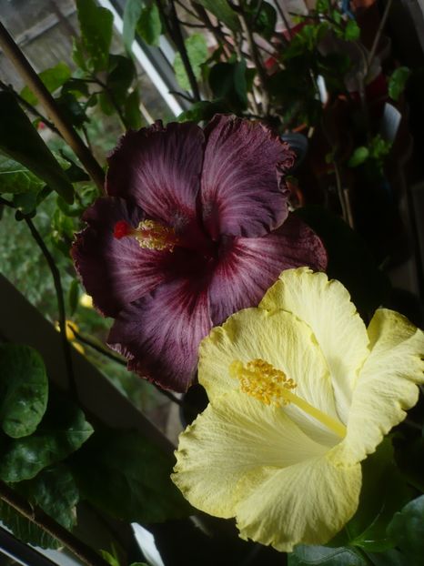 P1400856 - HIBISCUSI 2019-1