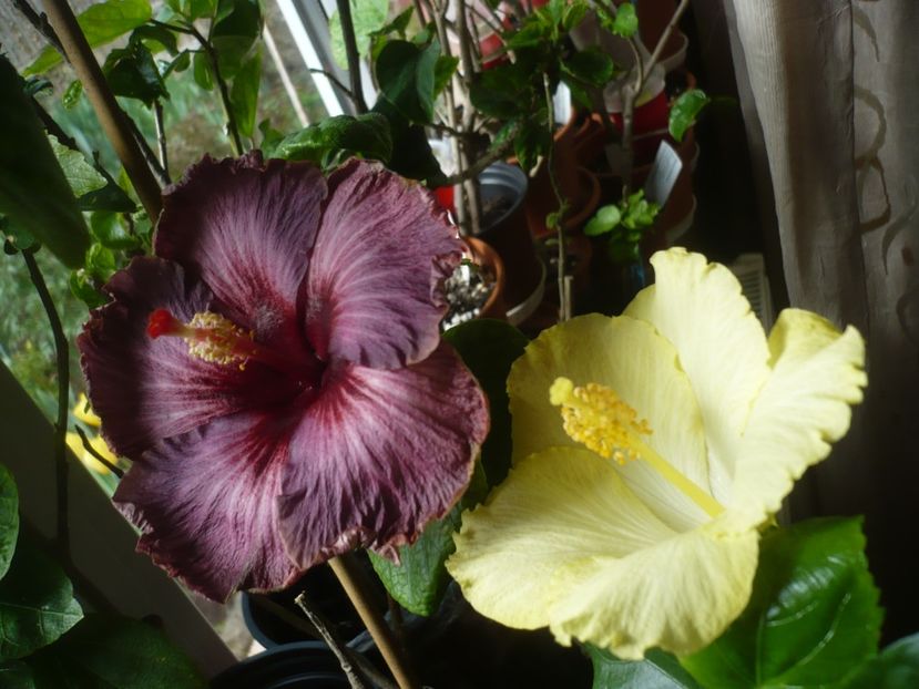 P1400857 - HIBISCUSI 2019-1