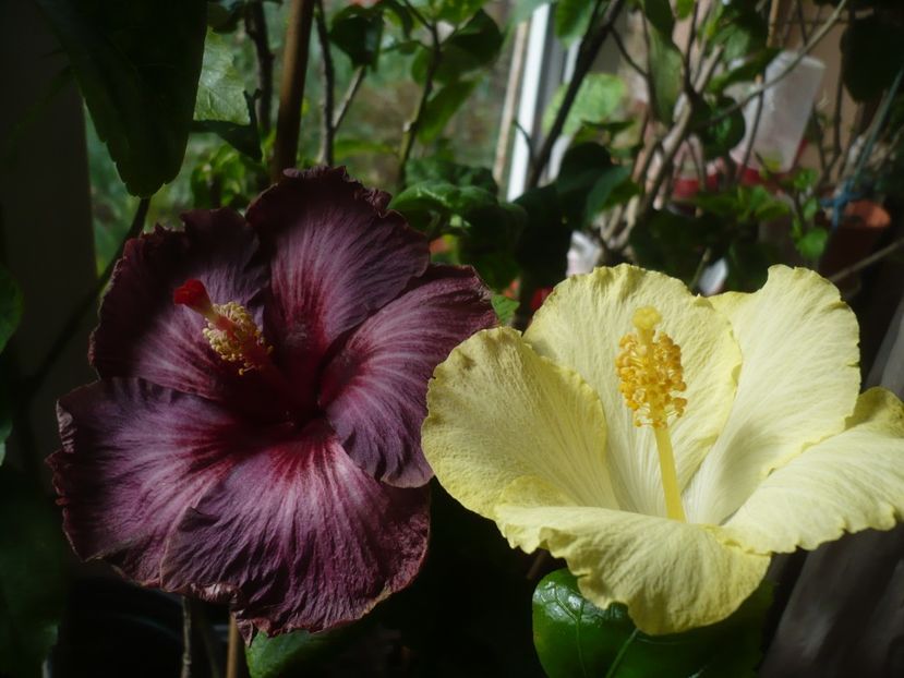 P1400858 - HIBISCUSI 2019-1