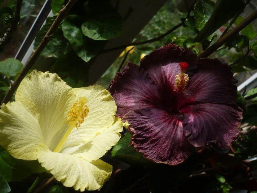 P1400862 - HIBISCUSI 2019-1