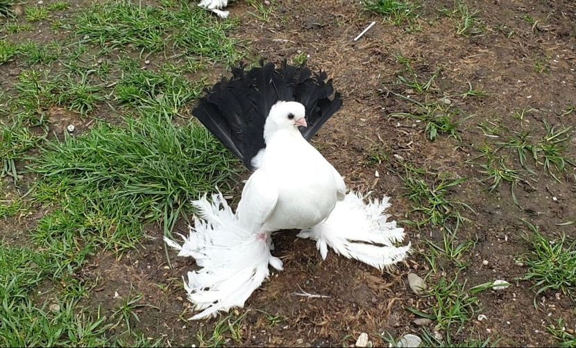  - Omsk si Nordcaucazieni 2019