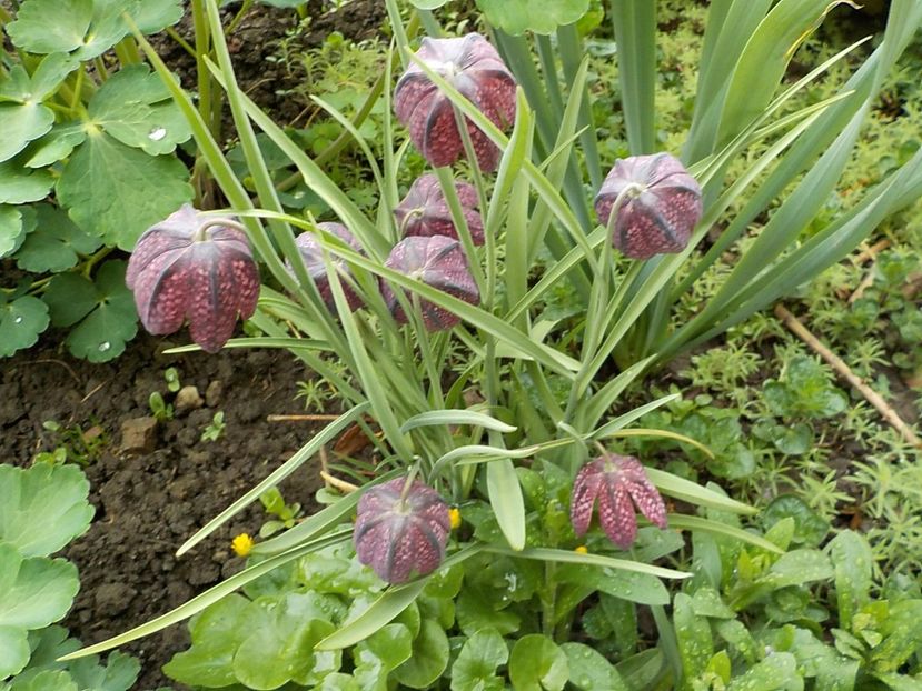  - fritillaria meleagris
