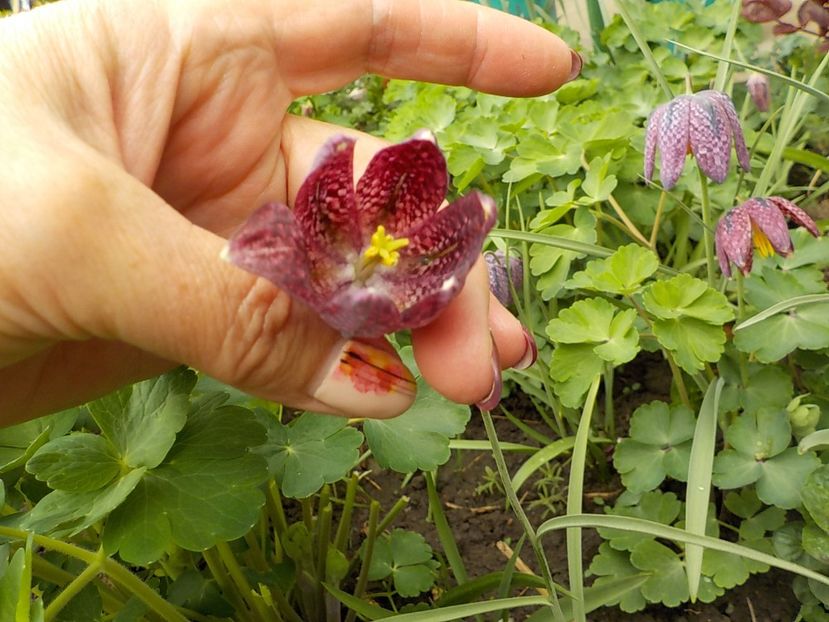  - fritillaria meleagris
