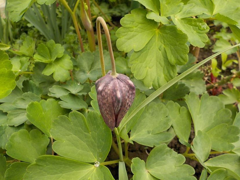  - fritillaria meleagris