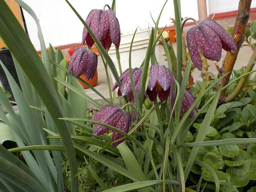  - fritillaria meleagris