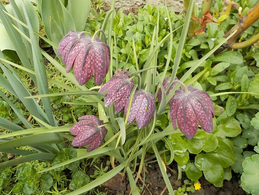  - fritillaria meleagris