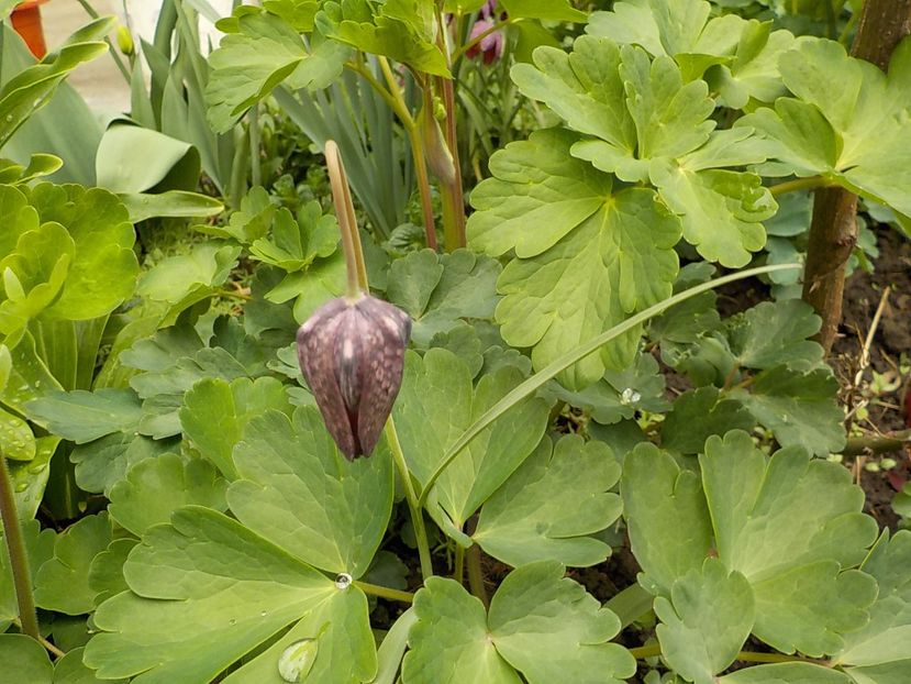  - fritillaria meleagris