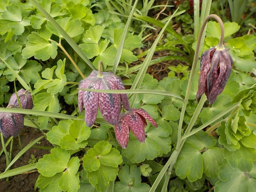  - fritillaria meleagris