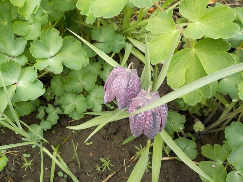  - fritillaria meleagris