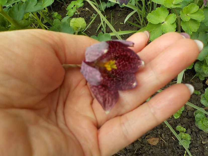  - fritillaria meleagris