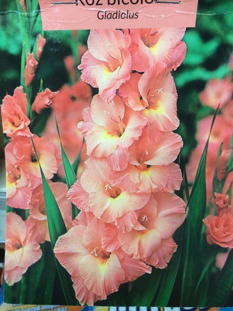 image - Gladiole