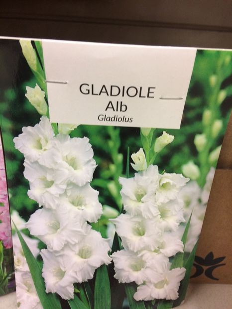 image - Gladiole