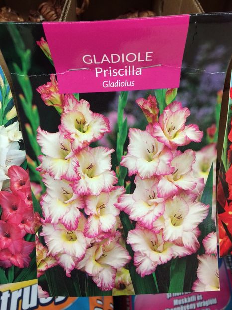 image - Gladiole