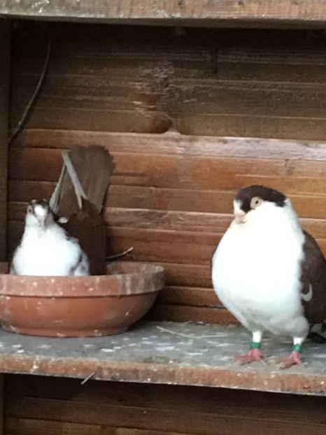 0E73227C-306D-4812-ADCF-C3D30AD5CC8B - Poze de prin voliera 2019