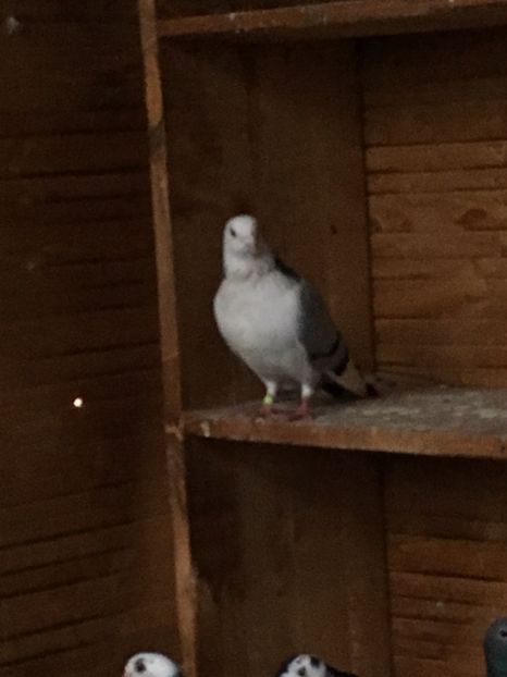 4D4AA027-F6D5-4B7D-9D99-E9C8CE94B94A - Poze de prin voliera 2019