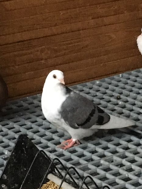 Pui 2019 - Poze de prin voliera 2019