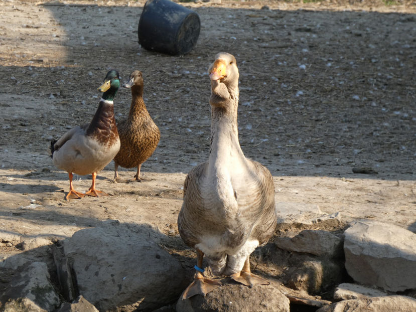 P1020190 - Gaste Holmogor