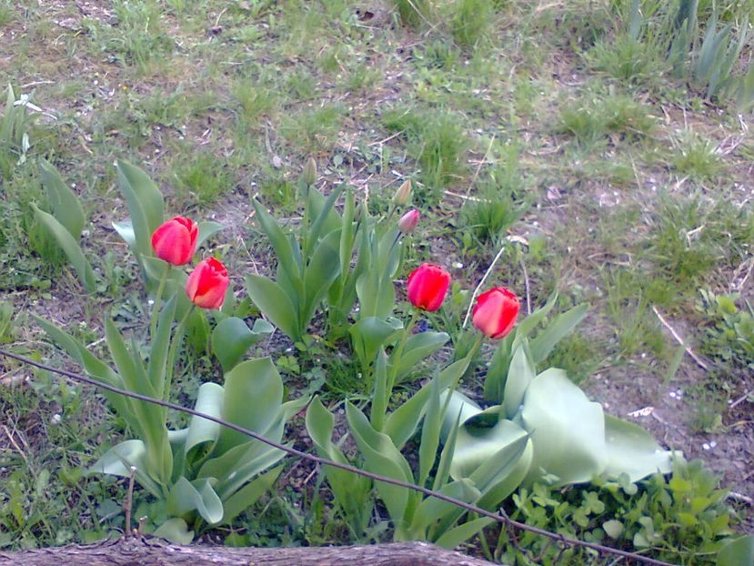 Fotografie5054 - 2019 PRIMĂVARA LA GRĂDINĂ